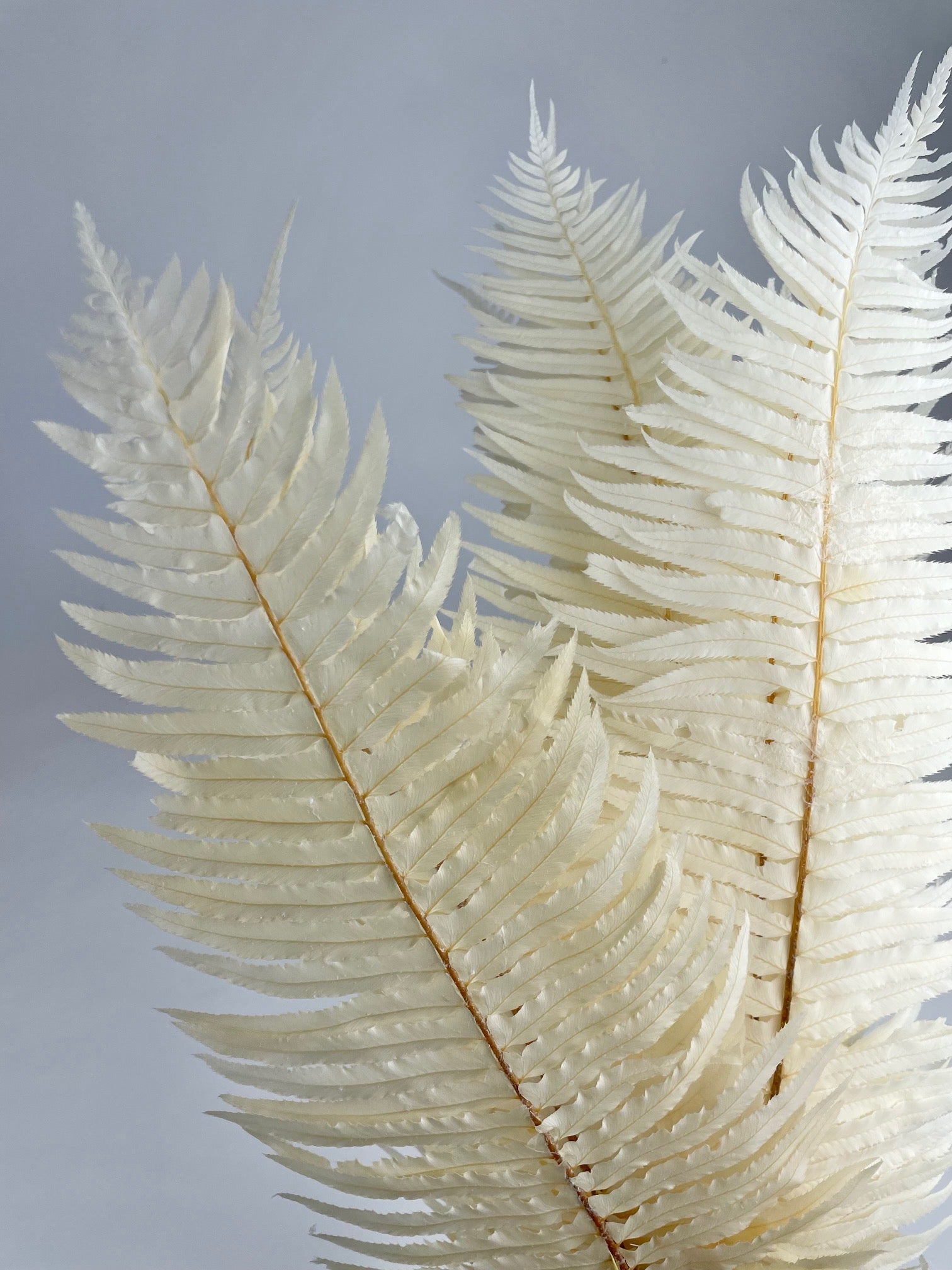 Swords bleached preserved