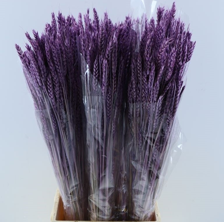 Dried wheat antique pink 200 grams