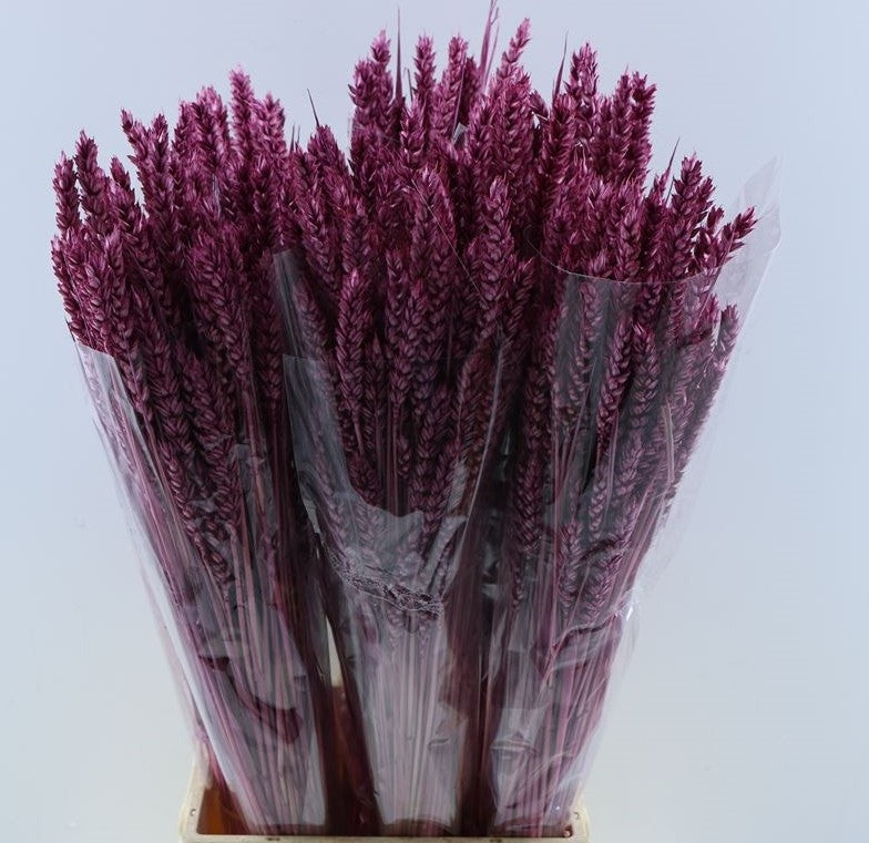 Dried wheat lilac 200 grams