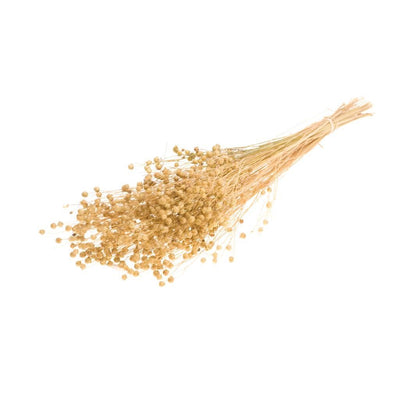 Gedroogde lino vlas (linum) – naturel
