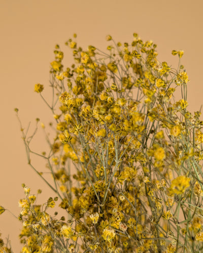 GIPSPRUIND (Gypsophilia) peint jaune séché