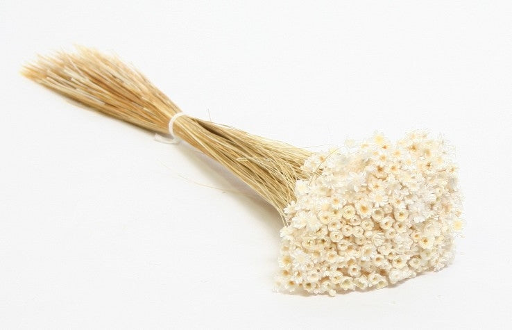 Glixia (Star Flower) bleached