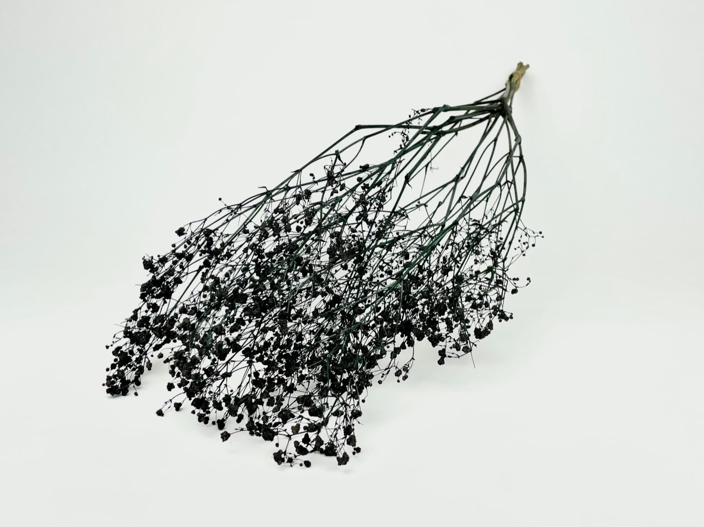 Gipspray (Gypsophilie) schwarz getrocknet