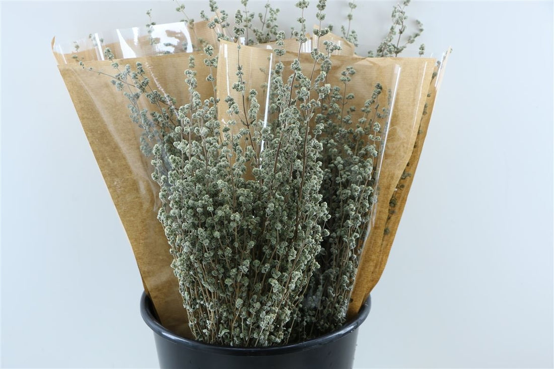 Gedroogde Oregano naturel