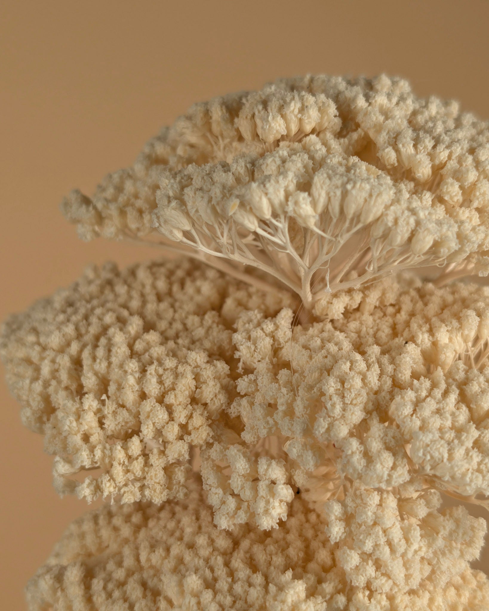 Getrocknete Achillea Parker bleichte gebleicht