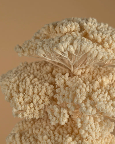 Gedroogde achillea parker – gebleekt