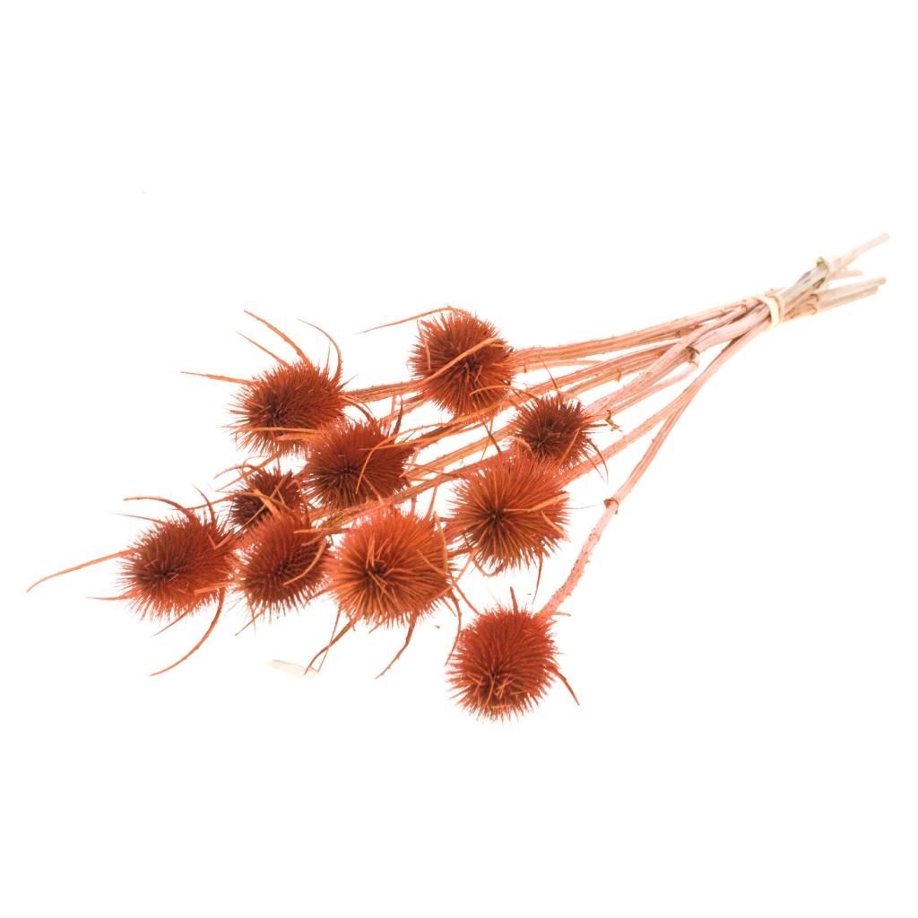 Dried Cardoon Distel Oranje Painted