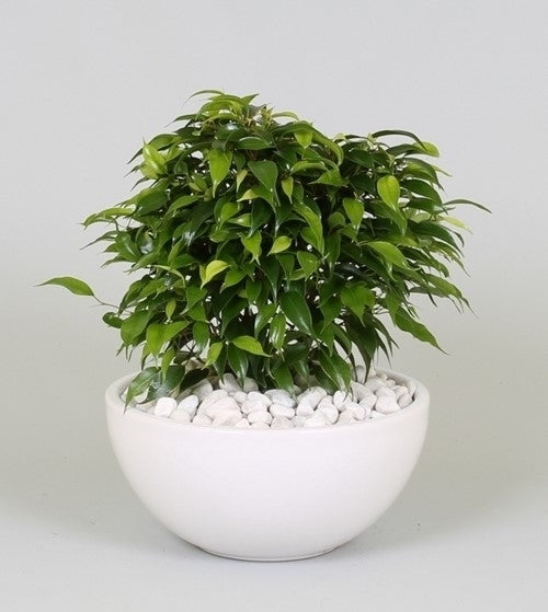 Ficus Benjamina green Kinky in een witte keramieke coupe