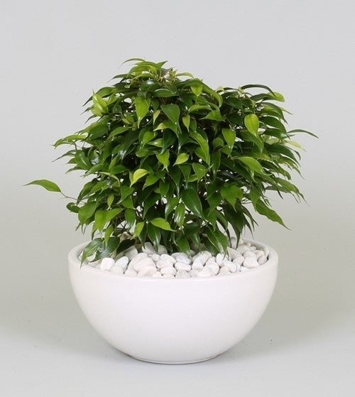 Ficus Benjamina Green Kinky in a white ceramic coupe