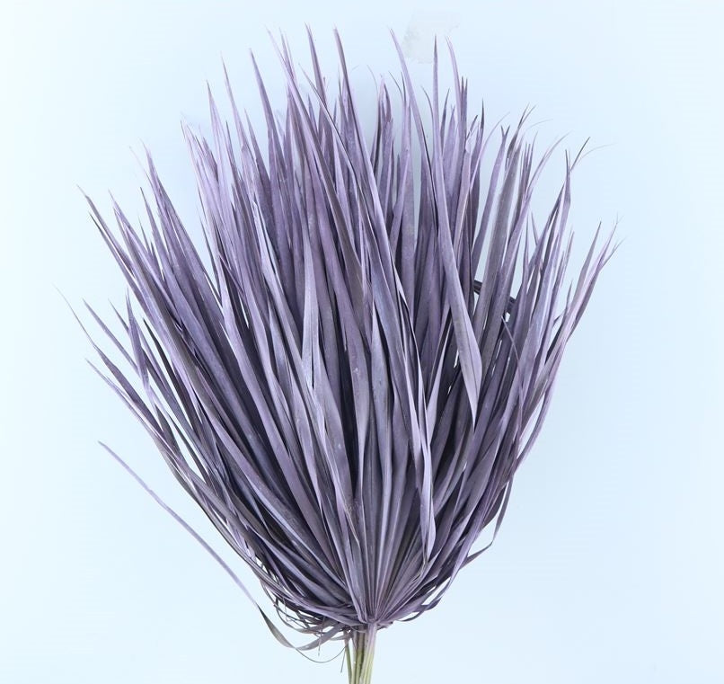 Chamaerops stöbern große Milka getrocknet