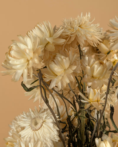 Dried Helichrysum White