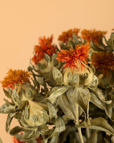 Getrockneter Karthamus Orange