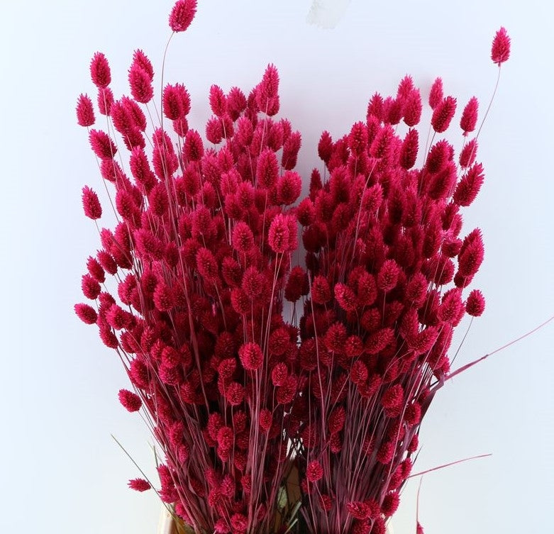 Gedroogde Phalaris gekleurd cerise