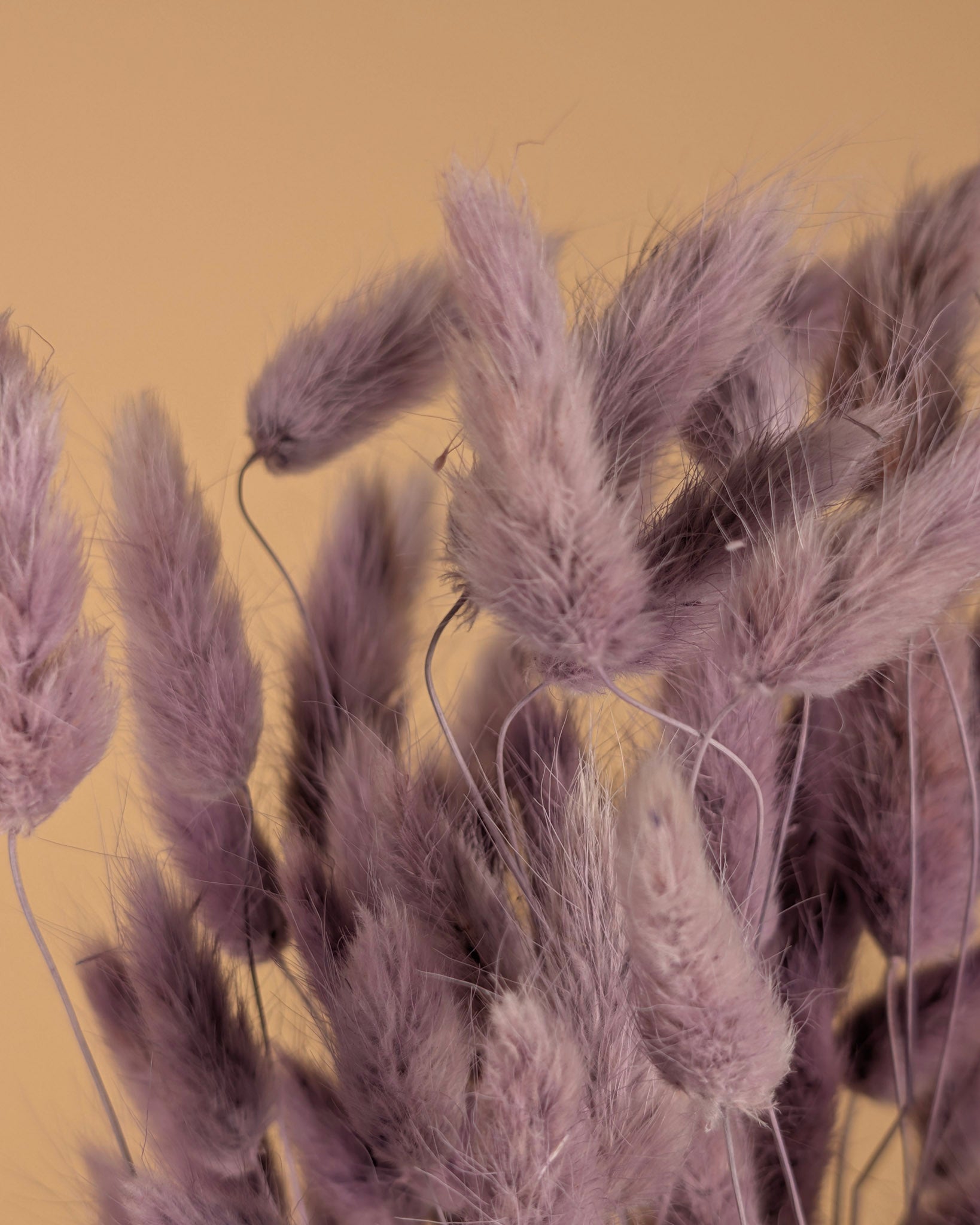 Dried Lagurus Ovatus Milka