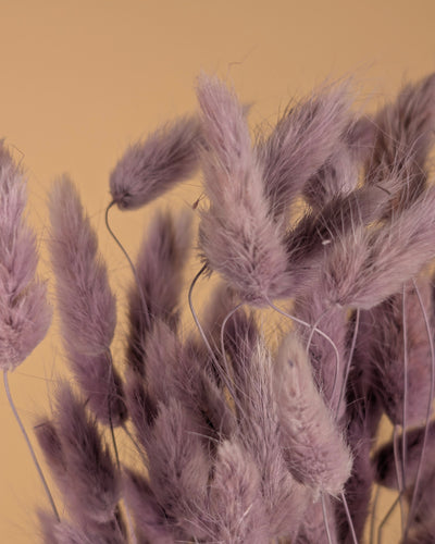 Dried Lagurus Ovatus Milka