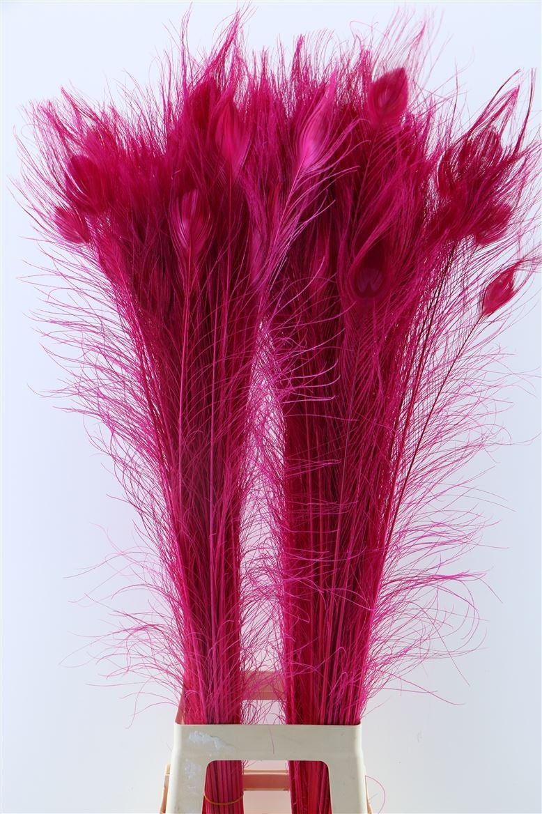 Peacock springt mit Augen Cerise lang