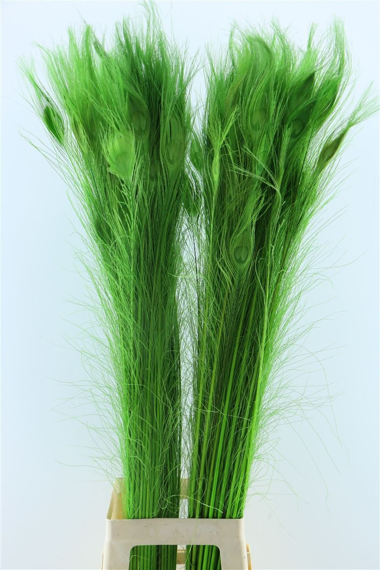 Paacock Springs avec des yeux vert clair long