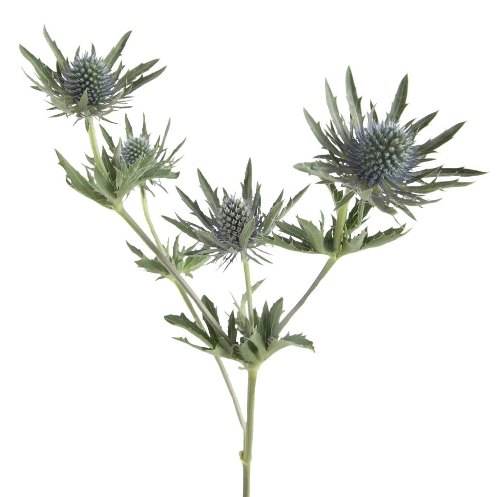 5 Eryngium Thistles Blue