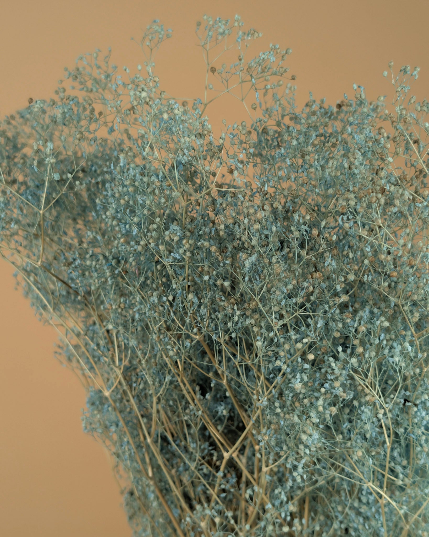 Mini Gypsopsophila Blue conservé (gypse)