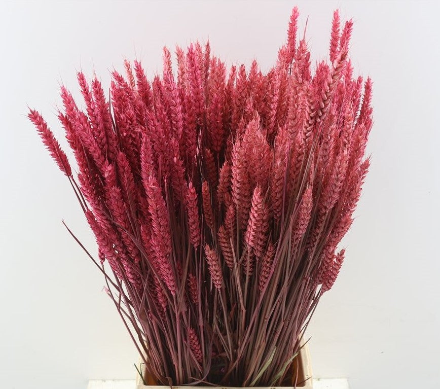 Gedroogde Tarwe cerise 200 gram