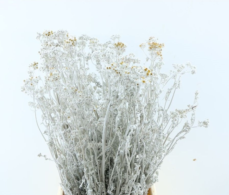Senecio Martima getrocknet