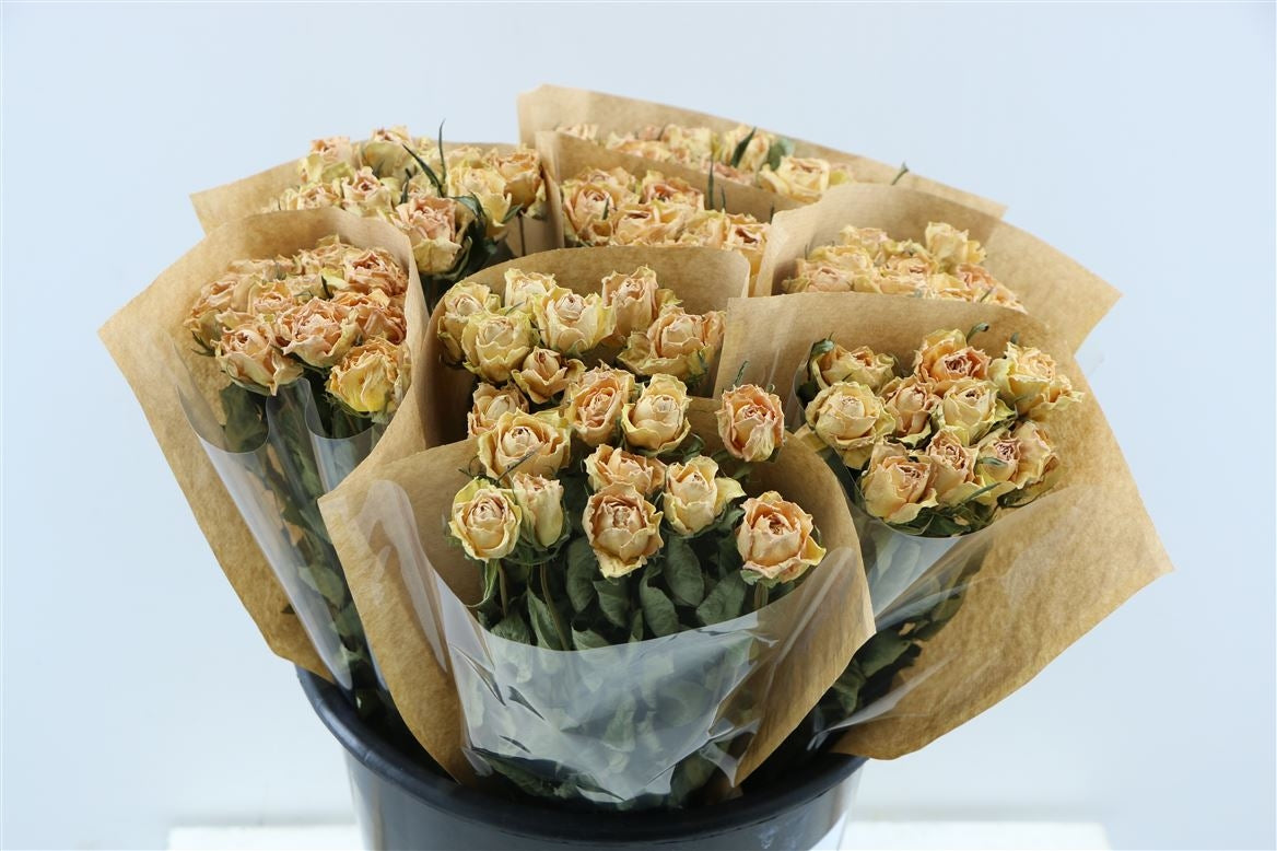 Dried short salmon roses per forest of 10 roses