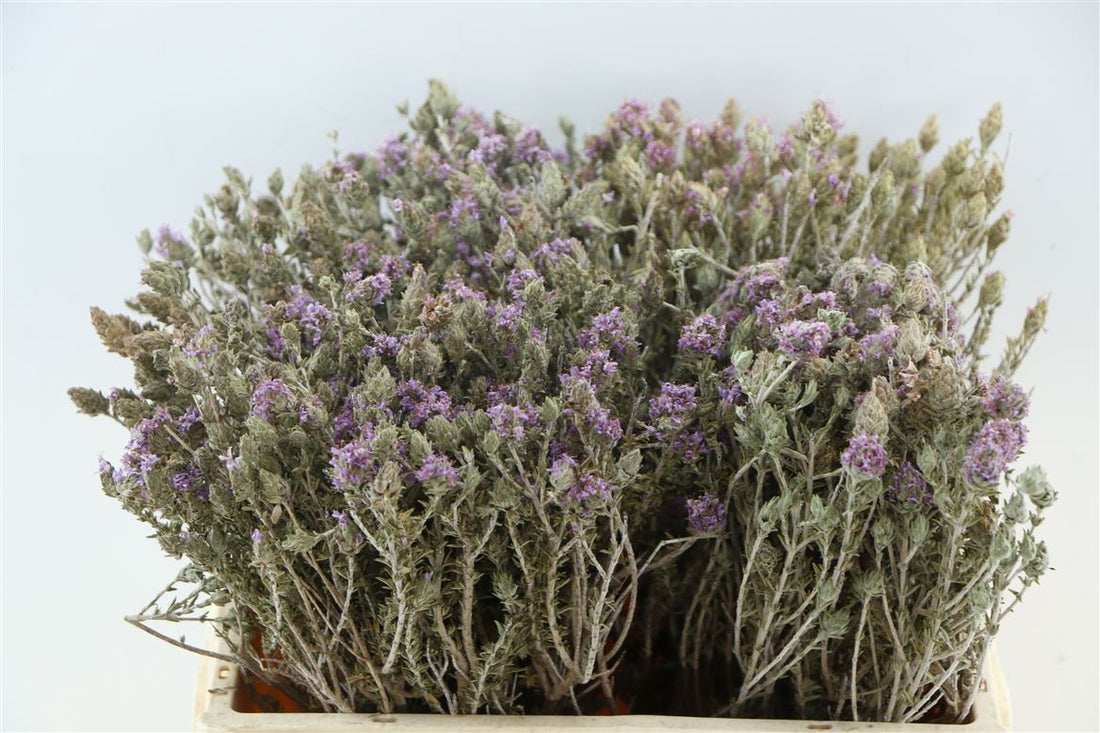 Gedroogde Thyme bloeiend