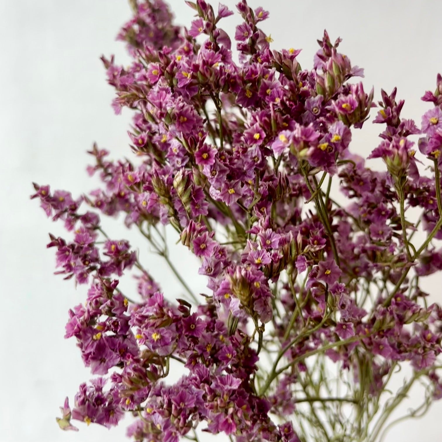 Gedroogde Limonium Diamond roze