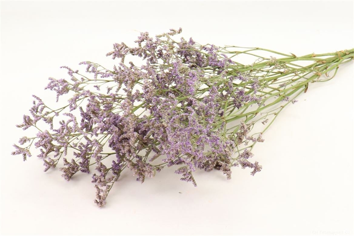 Gedroogde Limonium Diamond Sinensis paars