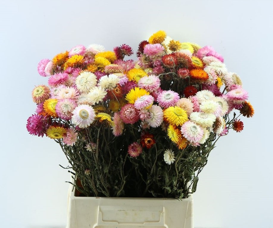 Gedroogde Helichrysum gemengd in de bos