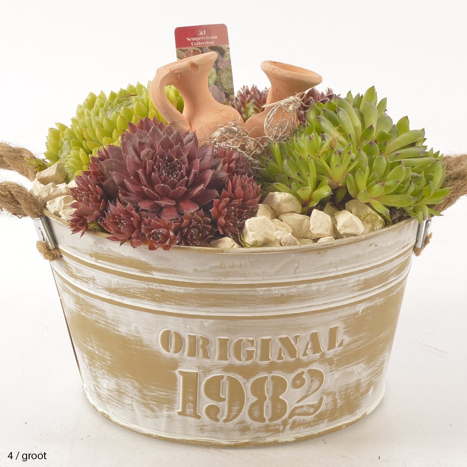 Sempervivum arrangement in een zinken pot