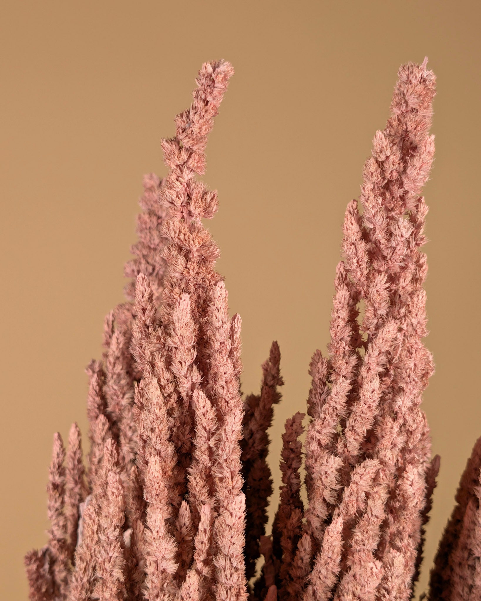 Gedroogde amaranthus – misty roze