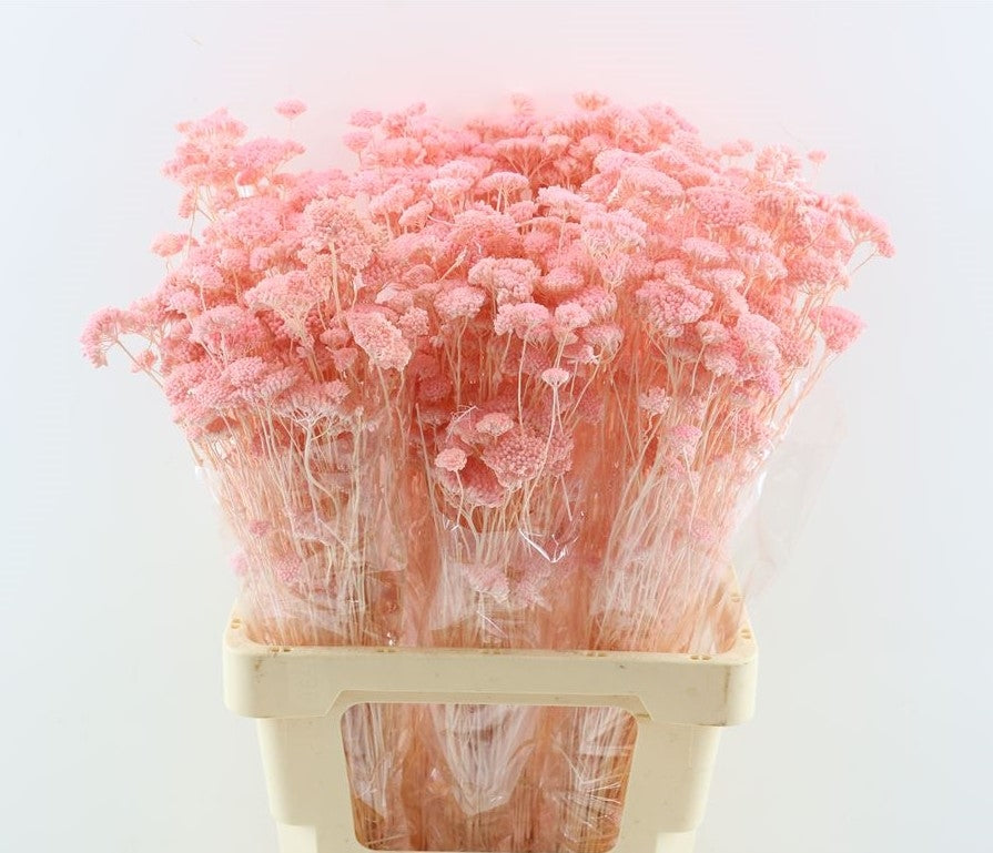 Getrocknete Achillea silvestre trostlos hellrosa