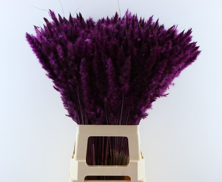 Fluffy Pampas (Miscanthus) pluimen purple