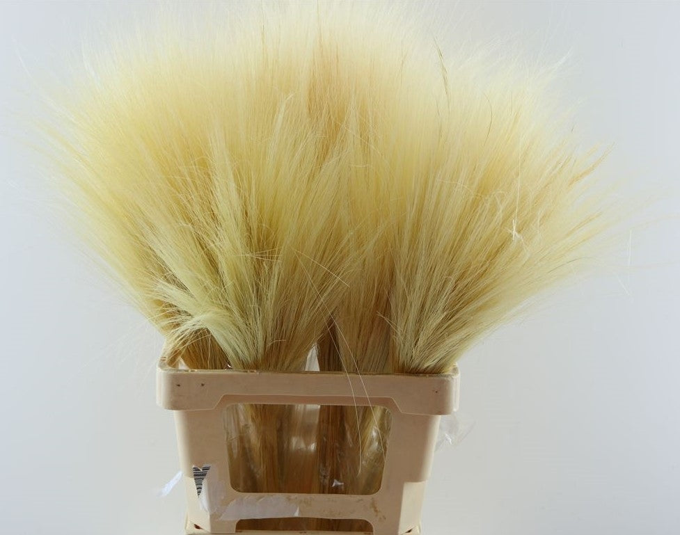 Barba de Bode bleached 80 cm 150 grams of dried