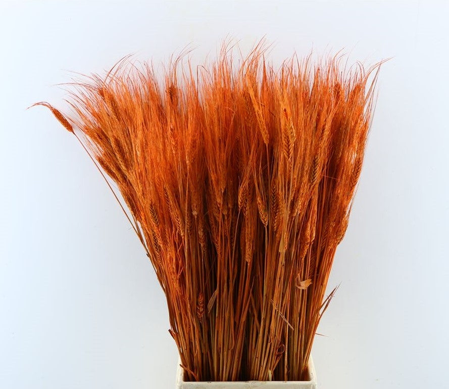 Gedroogde Triticale oranje