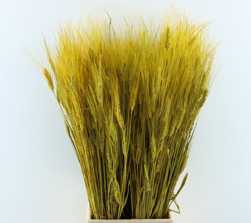 Gedroogde Triticale geel