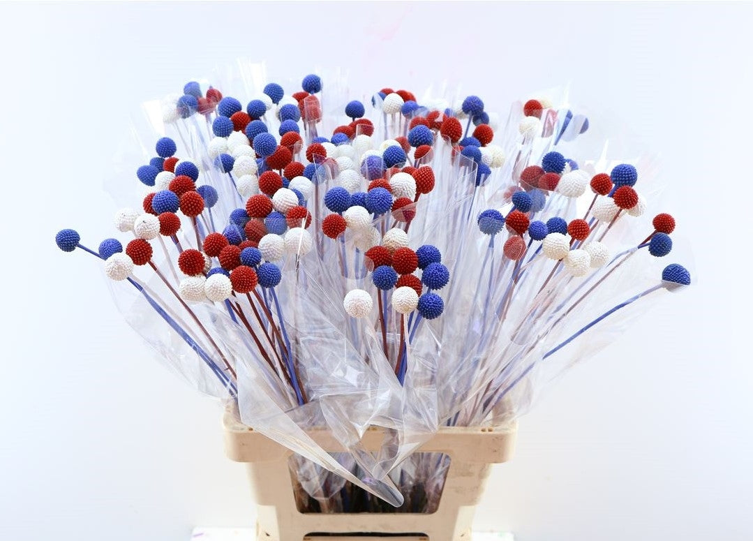 20 Craspedia balls Red White Blue Mix