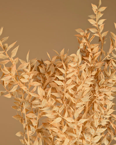 Gepreserveerd ruscus – zalm roze