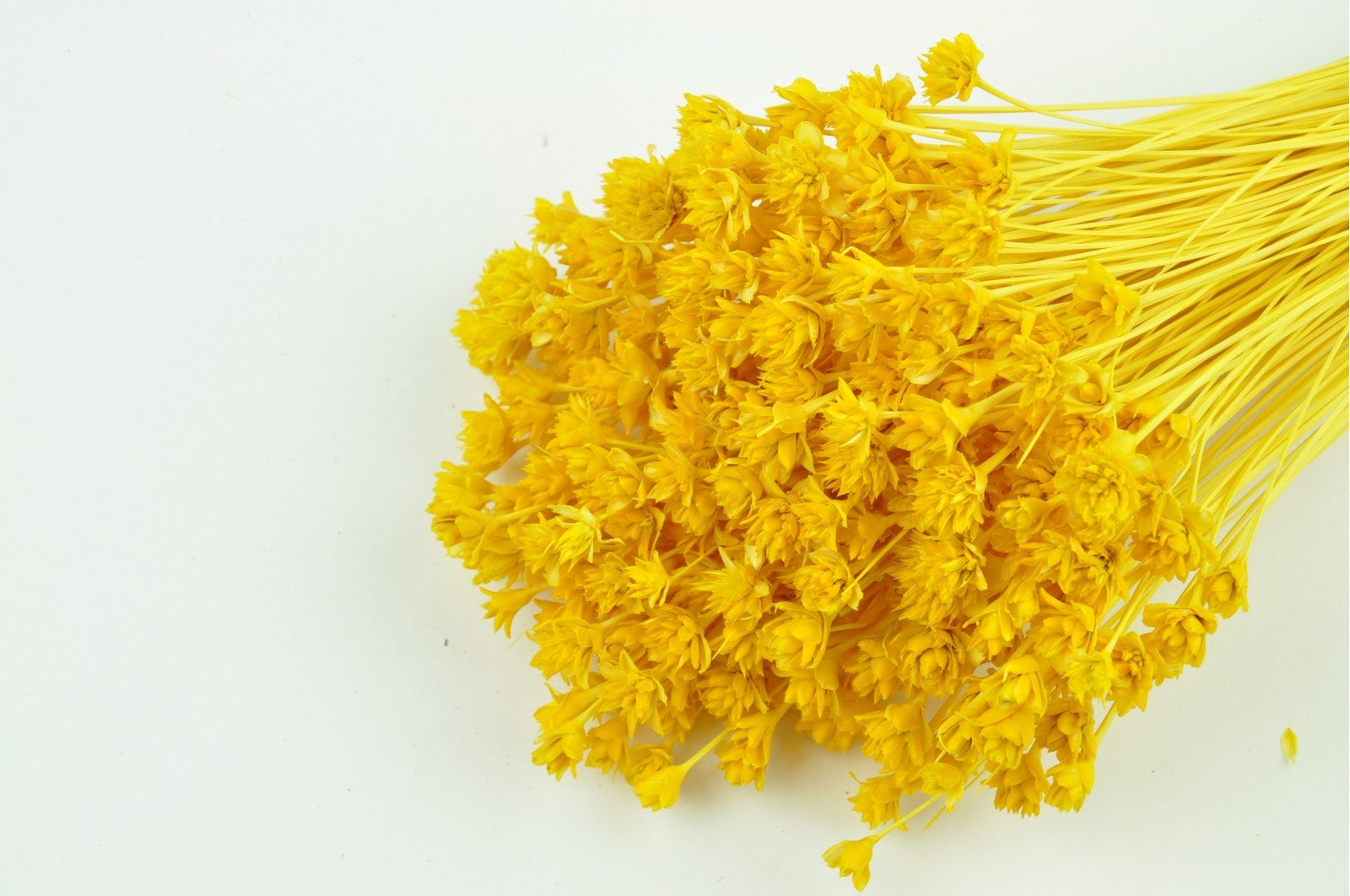 Hügelblume gelb gebleicht