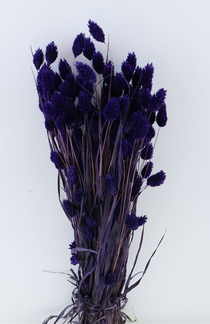 Gedroogde Phalaris gekleurd violet