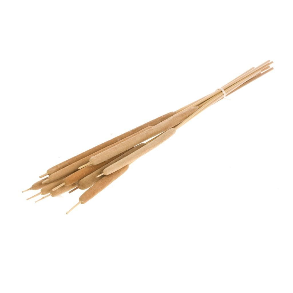 Typha cane cigar natural (lisdodde)