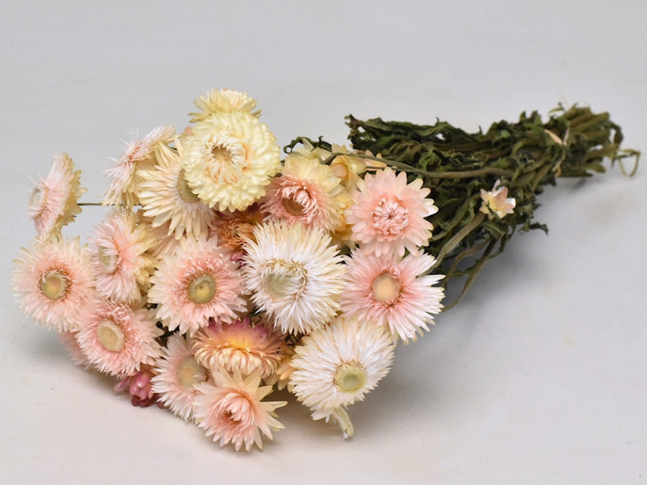 Getrocknetes Helichrysum weiß Pink