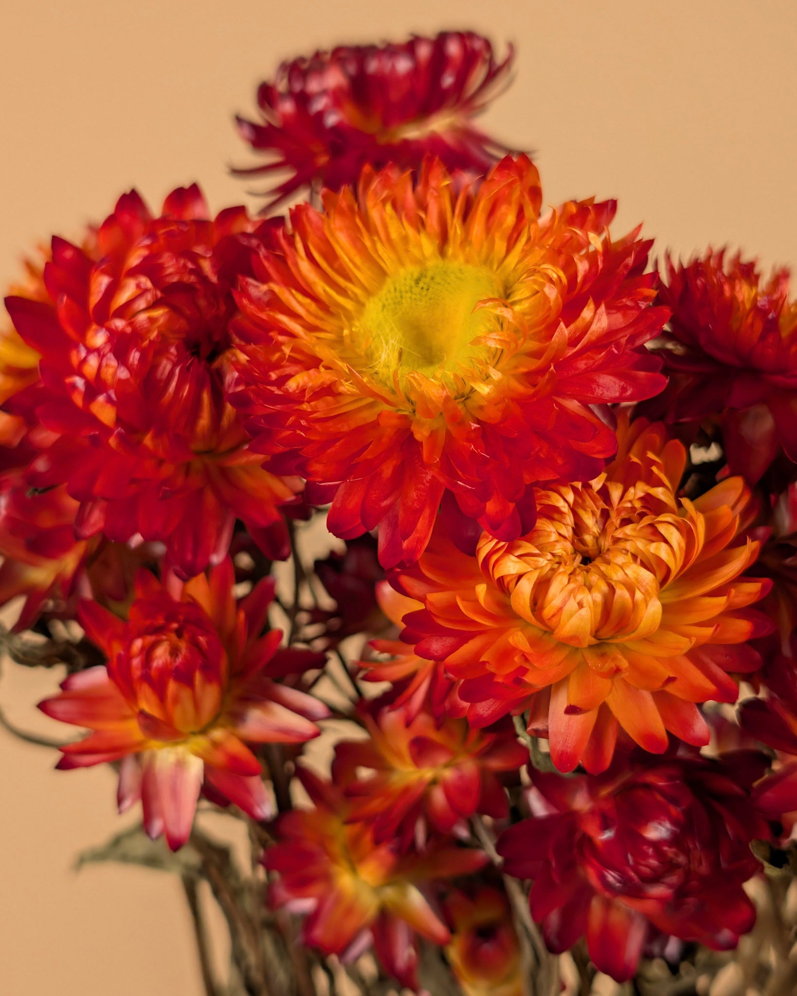 Gedroogde helichrysum – oranje geel
