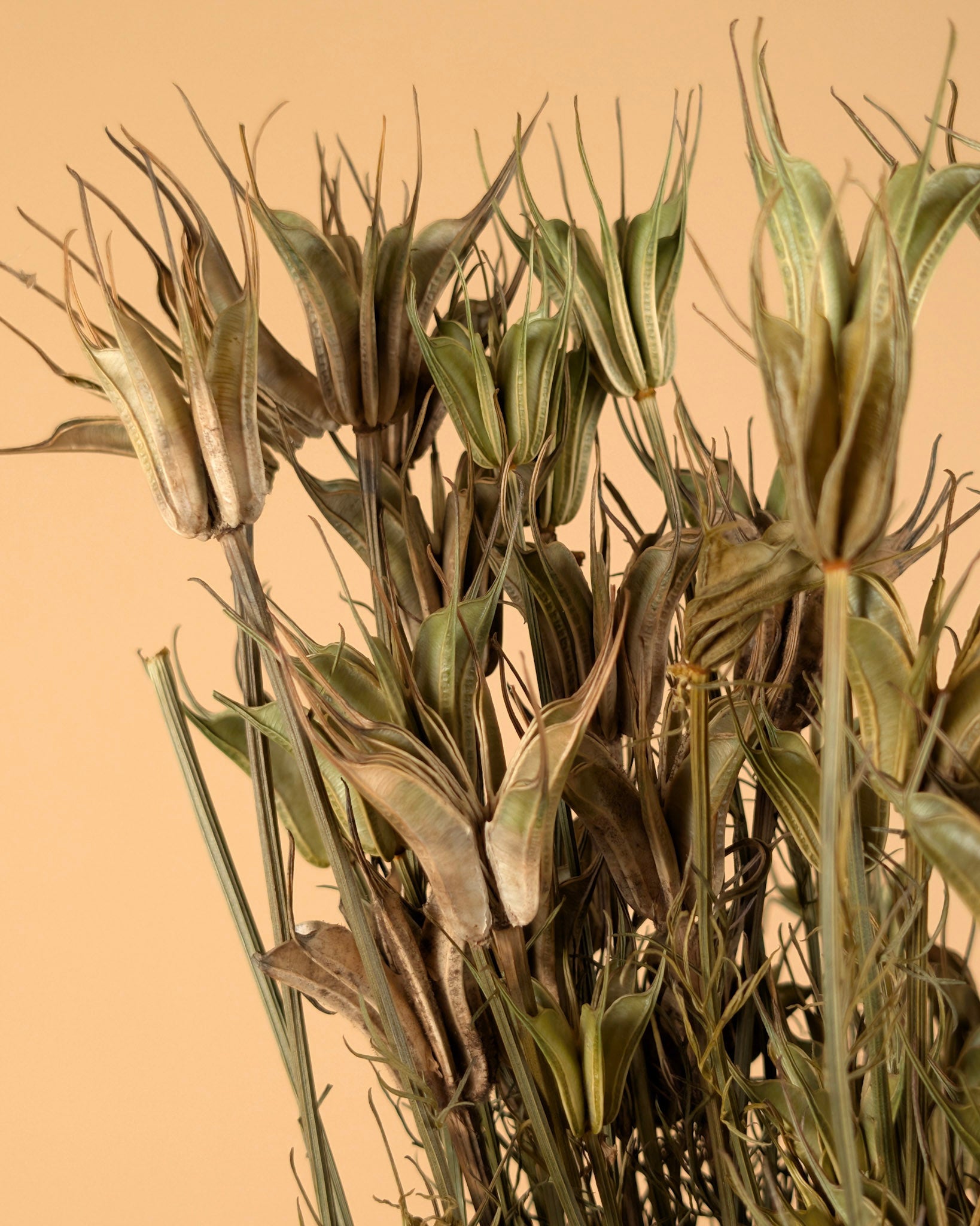 Nigella orientalis séchée
