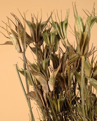 Nigella orientalis séchée