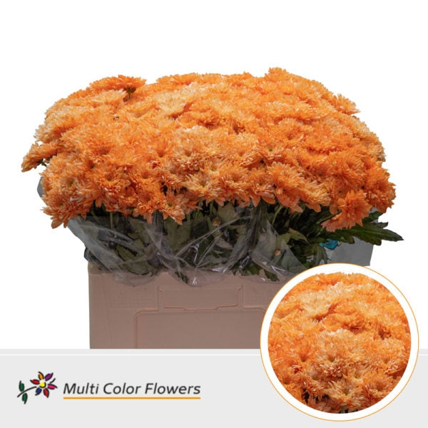 5 Chrysanthemen bemalt dekorativ