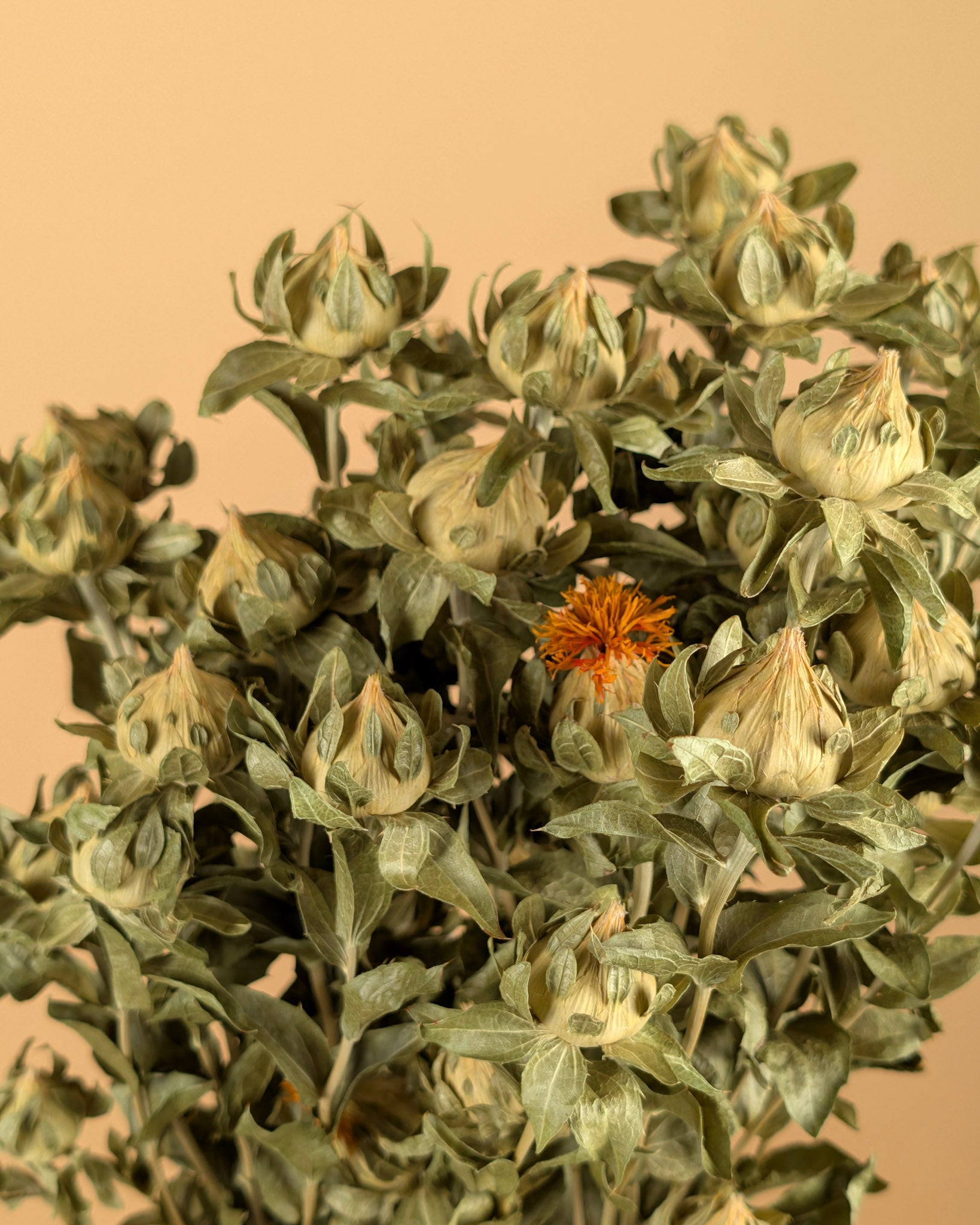 Dried Carthamus Green (natural)