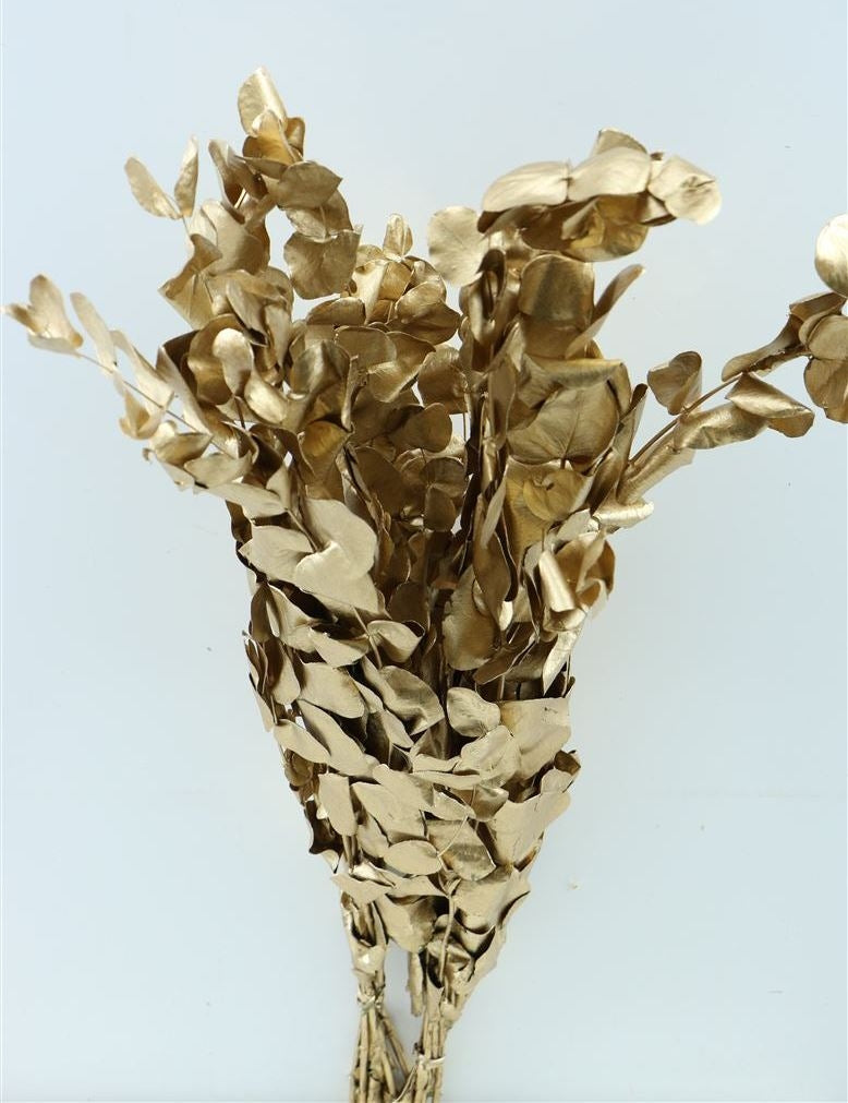 Eucalyptus Espiral goud gepreserveerd