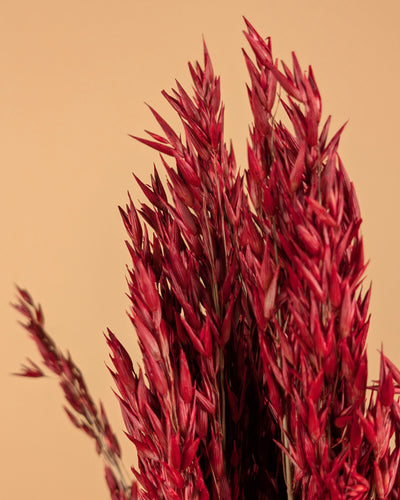 Avoine séchée avena rouge